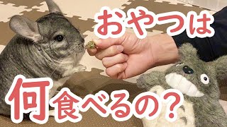 【チンチラ】おやつは何を食べるの？