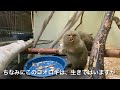 最小クラスのお猿さん・ピグミーマーモセットは生きたコオロギがデザート！？ tiny monkey pygmy marmoset eat crickets for dessert