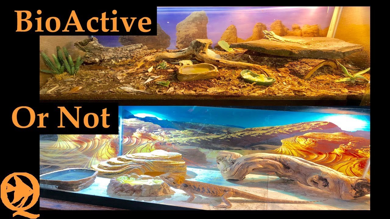 Bioactive Vs Tiled Floor Bearded Dragon Setup - YouTube