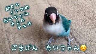 ボタンインコのたいちゃん！ごきげん たいちゃん😊