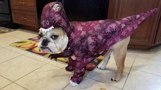 Pets get in the Halloween spirit