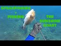 Spearfishing + Fishing The Sunshine Coast, Noosa