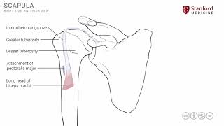 Shoulder Muscles - Anterior View