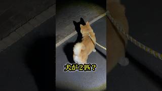 【ちゃちゃ丸】柴犬の影武者⁉︎ #shorts