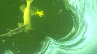 spearing  best video rush lake minnesota unbelievable