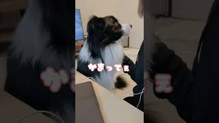 動画編集してたら、邪魔しにくる愛犬が可愛い #shorts