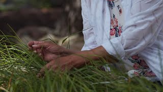 Sweetgrass - Medicine Garden