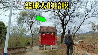 河北1400多年古寺，竟有一只篮球大的蛤蟆，守护古寺里的绝世美女