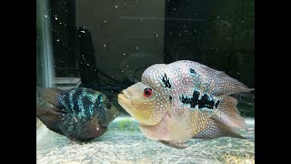 Short body Flowerhorn(louhan) spawning-Aquarium-短身羅漢繁殖#2