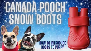 2023 Dog Boots Review = Canada Pooch= ( How to introduce boots to Puppy and fearful Dog)