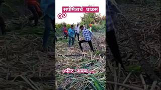 ऊस तोडण्याची दयनीय अवस्था अचानक भुजंगा चे दर्शन#shorts #shorts #youtubeshorts #farmer #farm