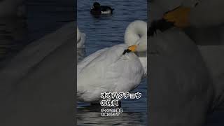 【オオハクチョウ　～休息～ 】@新潟県阿賀野市　20241230