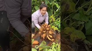 Remove sweet potatoes harvesting from farmers with farming life