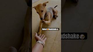 Cutest Handshake Ever! 🐾🐶 This Dog Will Melt Your Heart! 😍