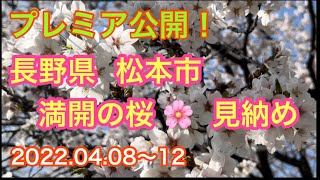 長野県  松本市  満開の桜🌸  見納め  [プレミア公開]