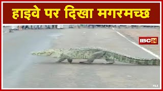 Highway पर दिखा मगरमच्छ | Sabalgarh-Morena में यात्रियों की गाड़ी के नीचे से निकलकर खेतों में भागा