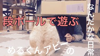 一緒に段ボールで遊んでみた　めるくんアビーのなんだかな日常　#ねこと暮らす#cat