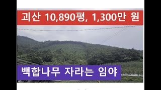 괴산 10,890평, 1,300만 원 (백합나무 자라는 임야)