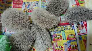 ハリネズミの赤ちゃん、18日目、もうすぐ目が開きそうです💓hedgehog's baby