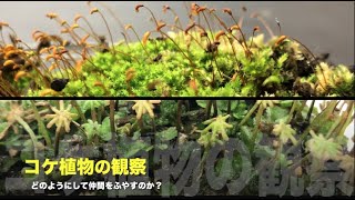 コケ植物の観察　スナゴケとゼニゴケ