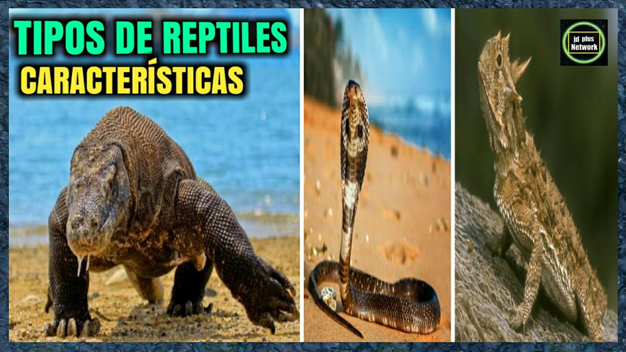 🐲Qué Son Los Reptiles Y Sus Características🐍🐢🐊Tipos De Reptiles🐊 ...