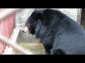 곰 보금자리 프로젝트 철창에 갇힌 채로 서로에게 닿으려 애쓰는 곰 두 마리 bears in the bear bile farm