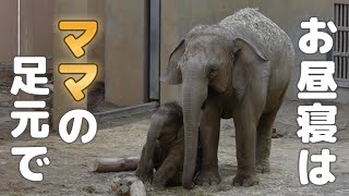 赤ちゃんの一番落ち着く場所🐘ママの足元は安心だね【円山動物園】アジアゾウ