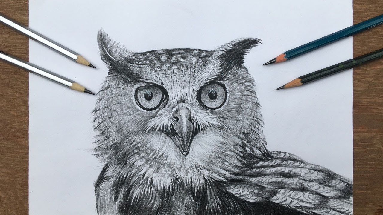 How To Draw An Owl | Pencil Shading Of An Owl | Realistic Owl Drawing ...