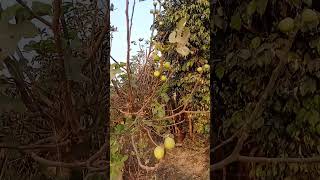 Hamara 4 year purana fig ka plant