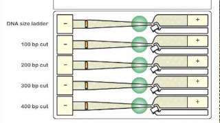 Behind the Tech: Automated DNA Size Selection