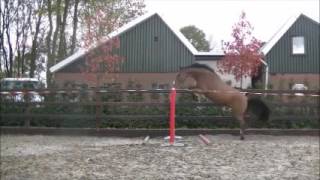 3yo super gelding freejump