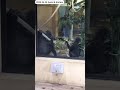 【ゴリラ】母ゲンキと次男坊キンタロウ mom gorilla genki and her son kintaro ゴリラ gorilla 京都市動物園