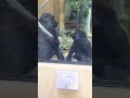 【ゴリラ】母ゲンキと次男坊キンタロウ mom gorilla genki and her son kintaro ゴリラ gorilla 京都市動物園