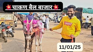 सुप्रसिद्ध चाकण बैल बाजार | 11/1/25 | CHAKAN BAIL BAJAR | #bullmarket