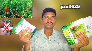 నల్ల తామర పురుగు నీ తట్టుకునే మిర్చి సీడ్ | jini 2626|High yelding chilli seeds| seminis svha 2222