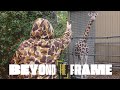 Beyond The Frame | Season 1 - Jill Maguire @whatjillsaw