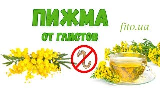 Пижма трава - польза, вред, применение, противопоказания, цена, как готовить