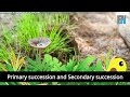 Ecological Succession