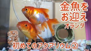 【初めてのアクアリウム②】オランダ金魚をお迎え 塩浴開始