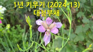 1년 키우기(2024-13) 대청부채. This is how Vesper Iris change over the course of a year.