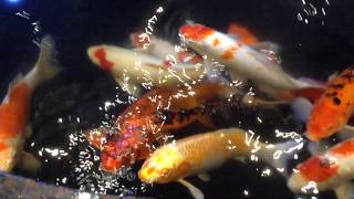 How a 100K USD KOI fish pool looks like (part 1) | Amazing Moments