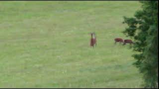 Deer walking on two legs ! Skin walker ? !