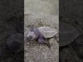 🐢 Tiny Baby Turtle Takes Its First Steps on the Beach Sand ⛱️ #turtle #shorts