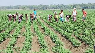 আলু ক্ষেতের যেভাবে টপ ড্রেসিং করা হয়