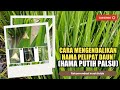 CARA MENGENDALIKAN HAMA PELIPAT DAUN (HAMA PUTIH PALSU) PADA TANAMAN PADI