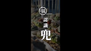 認識仙人掌兜狂熱的稀有兜/喵王的多肉陽台永遠都少一棵