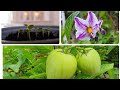 Growing Pepino Melons (Pepino Dulce) from seed to fruit in the UK