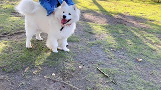 ドッグランではいつも人気者のサニーです/サモエド samoyed