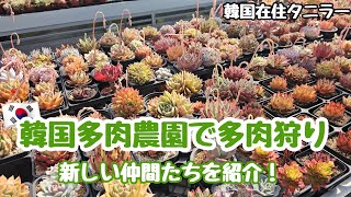 【多肉植物】韓国多肉農園で多肉狩りの様子を紹介！今年初の多肉狩り🌼【初心者】【韓国苗】