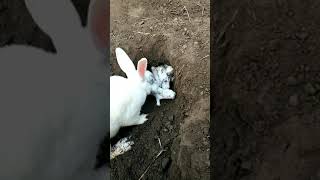 RABBIT, OMG Animals SOO Cute! AWW Cute baby animals, CUTEST moment of the Animal Planet 兔子 1140